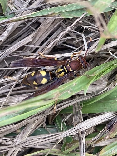 Variegated Paper Wasp