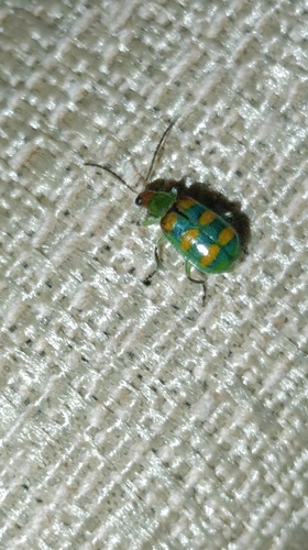 Diabrotica speciosa