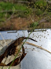 Dichanthelium microcarpon