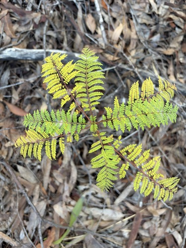 Jacaranda mimosifolia observed 2026-06-16
