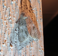 Acronicta americana