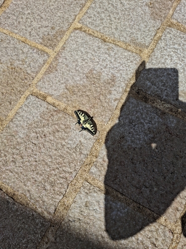 Old World Swallowtail