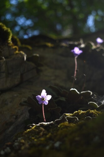 Olympus Violet