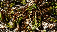 Anisotome flexuosa