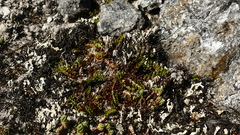 Anisotome flexuosa