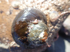 Micrelenchus sanguineus