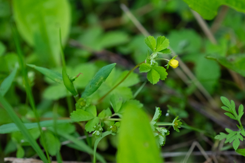 Potentilla centigrana, photograph 1