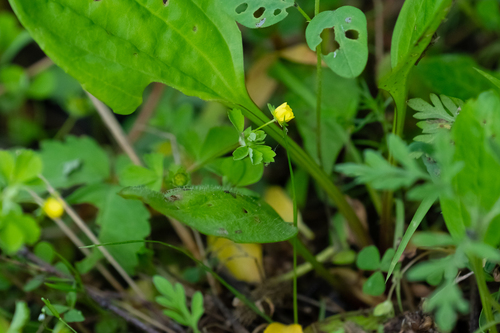 Potentilla centigrana