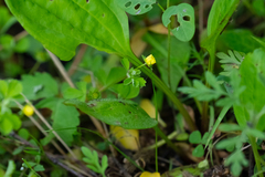 Potentilla centigrana