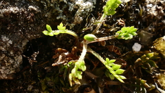 Chaerophyllum colensoi
