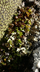 Chaerophyllum colensoi