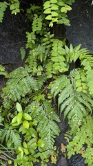 Woodwardia prolifera