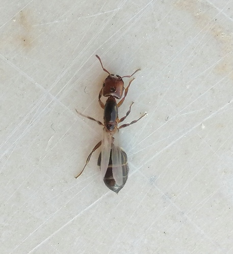 Crematogaster lorteti