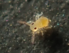 Deuterosminthurus pallipes