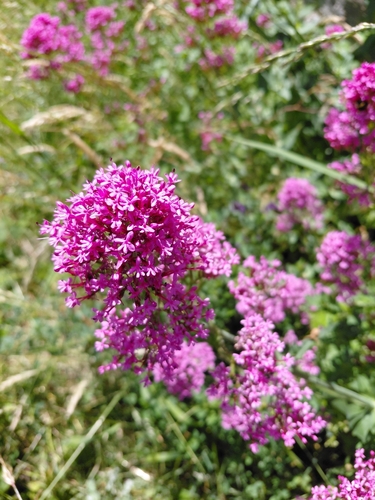 Red Valerian