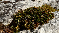 Anisotome flexuosa