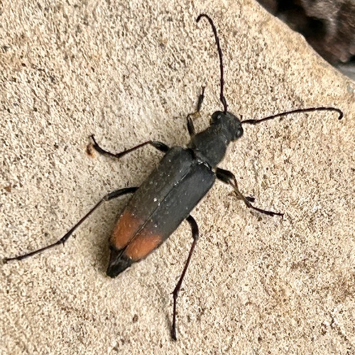 Anastrangalia dubia