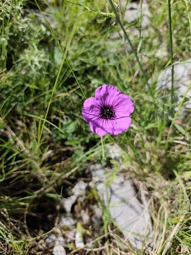 Geranium subcaulescens, photograph 2