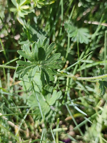 Geranium subcaulescens, photograph 3