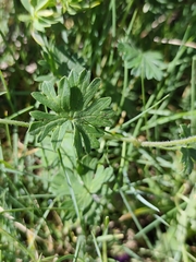 Geranium subcaulescens, photograph (c) Jeanette Clarke, some rights reserved (CC BY-SA)