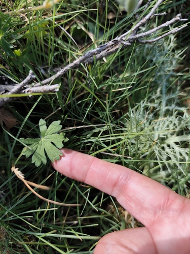 Geranium subcaulescens, photograph 4