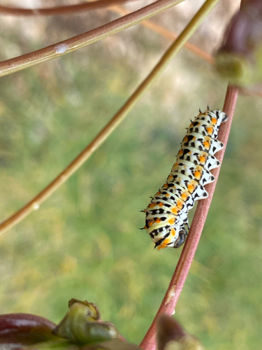 Desert Swallowtail