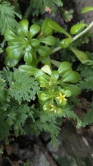 Sedum formosanum, photograph (c) Cheng-Te Hsu, some rights reserved (CC BY)