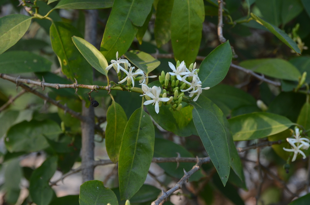 Oxyceros horridus