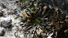 Plantago unibracteata
