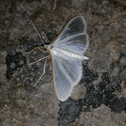Jasmine Moth