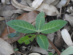 Psychotria loniceroides