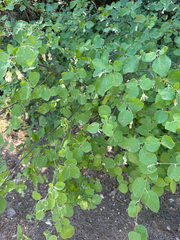 Styrax officinalis, photograph author not stated, no rights reserved