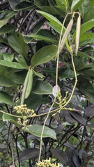 Parsonsia alboflavescens, photograph (c) Cheng-Te Hsu, some rights reserved (CC BY)