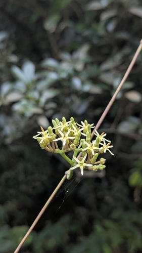 Parsonsia alboflavescens, photograph 4