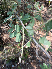 author not stated, no rights reserved Anagyris foetida, photograph author not stated, no rights reserved