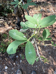 Anagyris foetida, photograph author not stated, no rights reserved