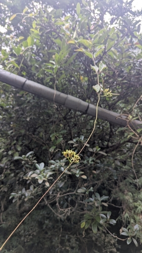 Parsonsia alboflavescens, photograph 5