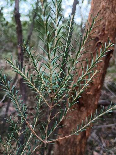 Melaleuca decussata, photograph 6
