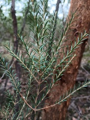 Melaleuca decussata, photograph (c) grampianshiker, some rights reserved (CC BY)