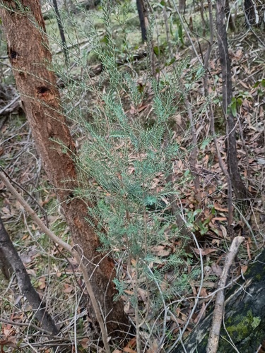 Melaleuca decussata, photograph 5