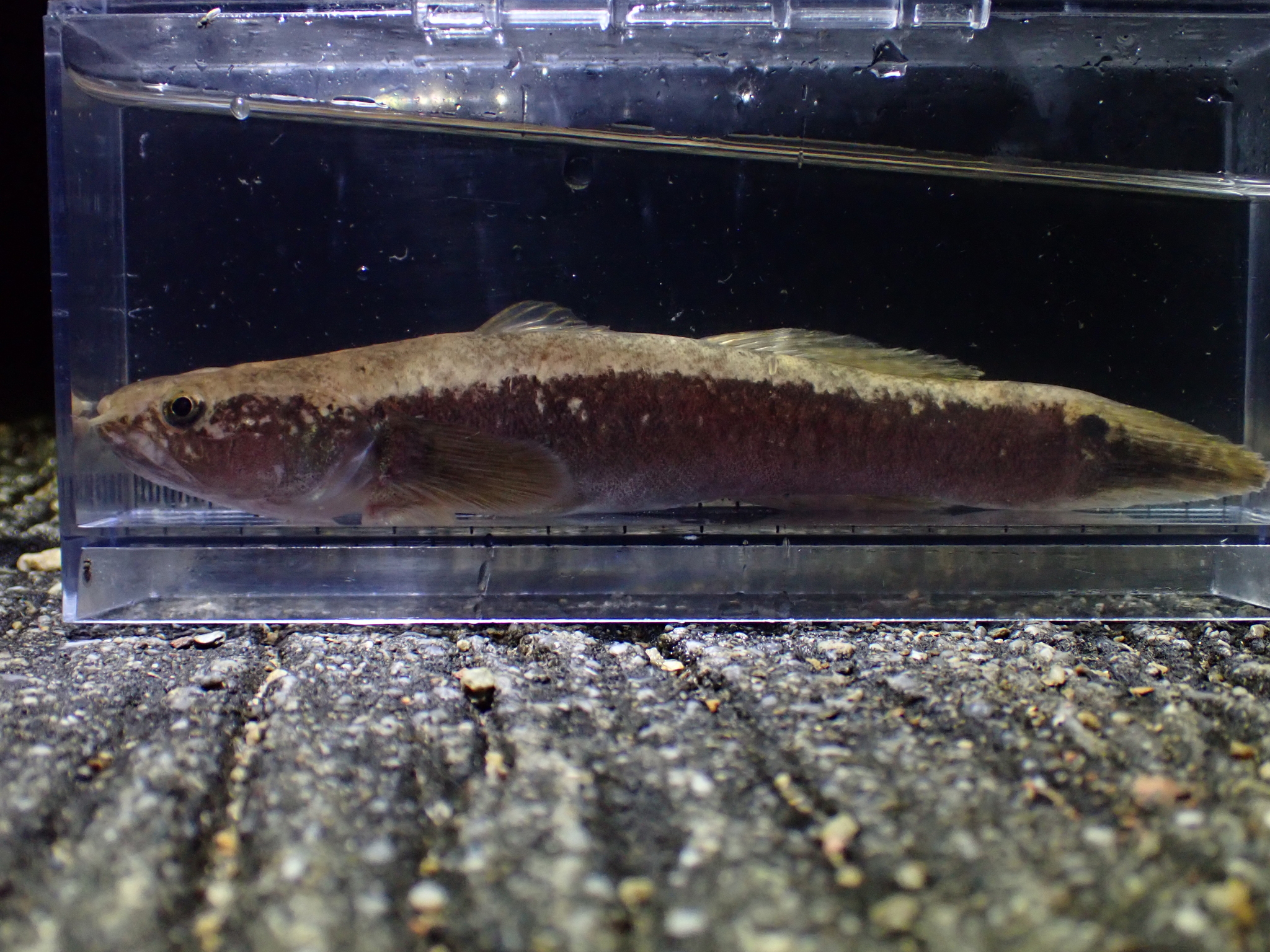Chinese Gudgeon photo 4