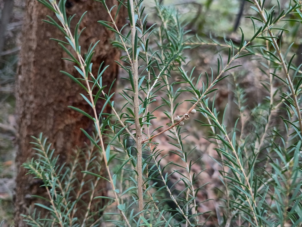 Melaleuca decussata; photograph (c) grampianshiker, some rights reserved (CC BY)