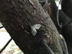 Operophtera occidentalis