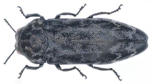 Coraebus rubi