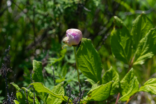 Paeonia obovata (Paeonia obovata)