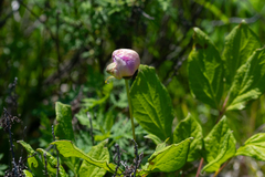 (c) Поляков Александр, some rights reserved (CC BY) Paeonia obovata, photograph (c) Поляков Александр, some rights reserved (CC BY)