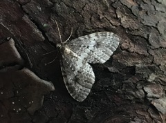 Operophtera occidentalis