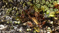 Chaerophyllum colensoi