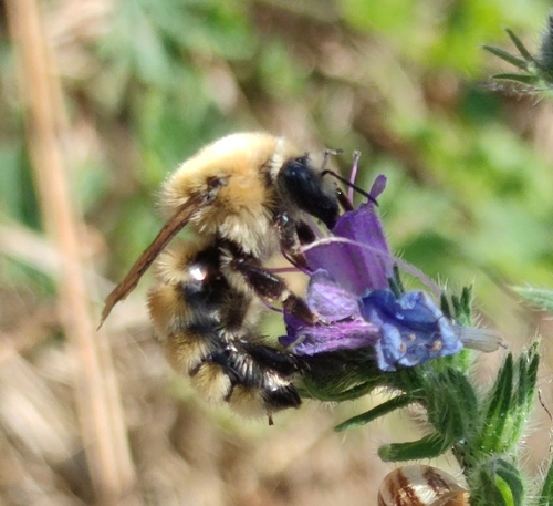 Moss Carder bee