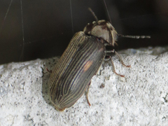 Vrilletta blaisdelli